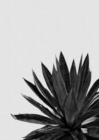 aluminium-print-agave-cactus-black-white