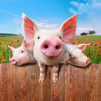 9-piece-acrylic-print-pig-in-luck
