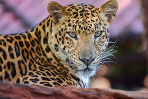 acrylic-print-leopard