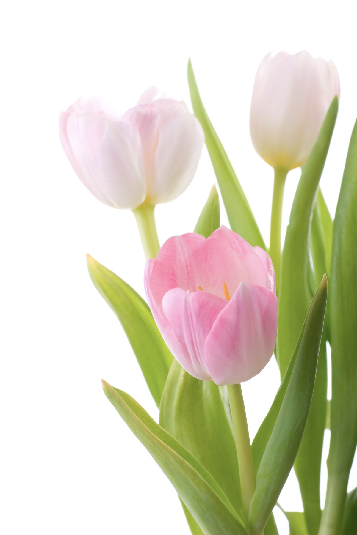 aluminium-print-the-tulips-trio