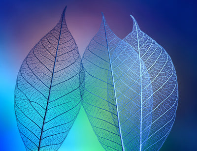 poster-print-prismatic-leafs