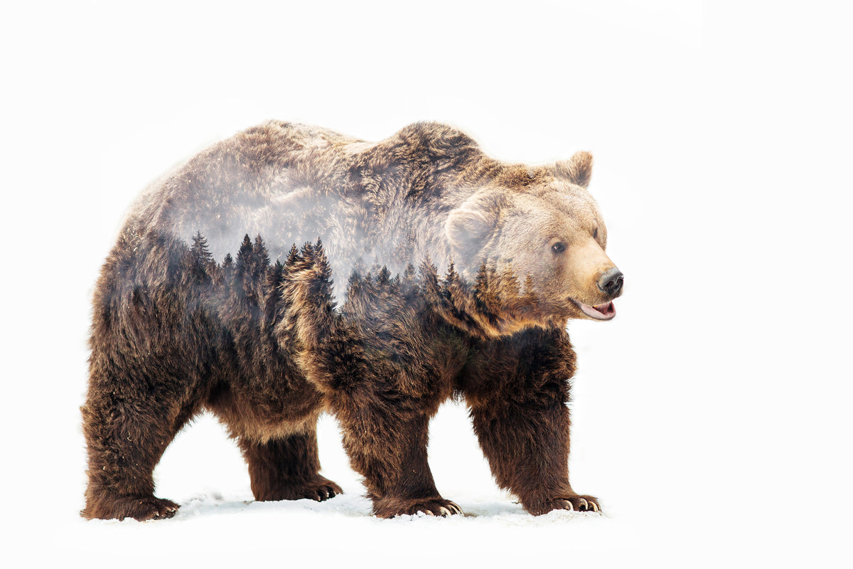aluminium-print-bear-x