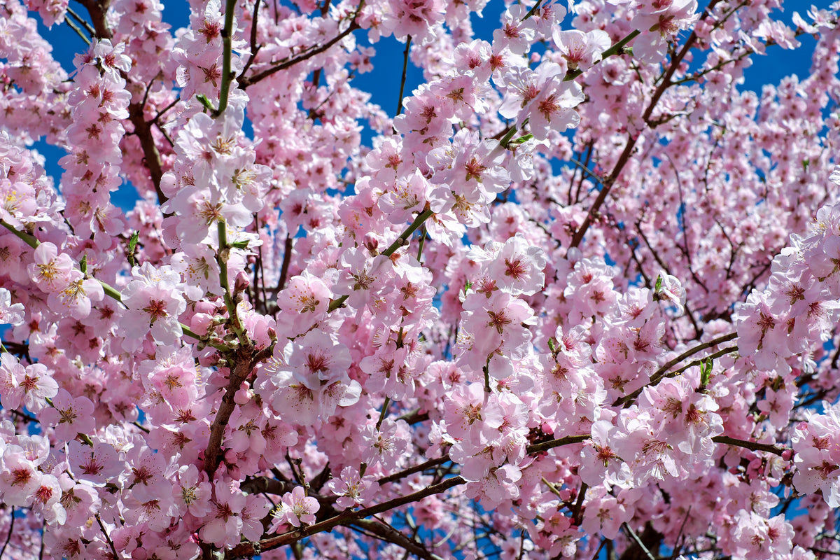framedcanvas-print-the-japanese-cherry