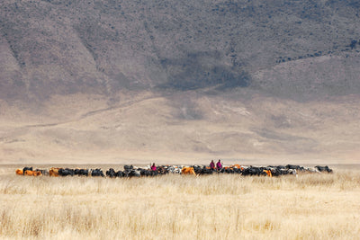 poster-print-incredible-maasai