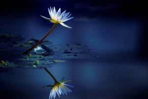 acrylic-print-reflection-xdb