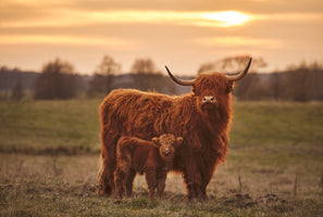 poster-print-highland-cow-with-calf