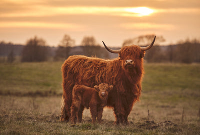 poster-print-highland-cow-with-calf