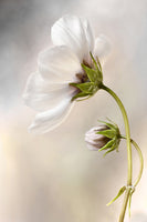 canvas-print-heavenly-cosmos