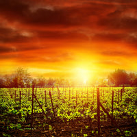 9-piece-aluminium-print-the-vineyard-at-sunset
