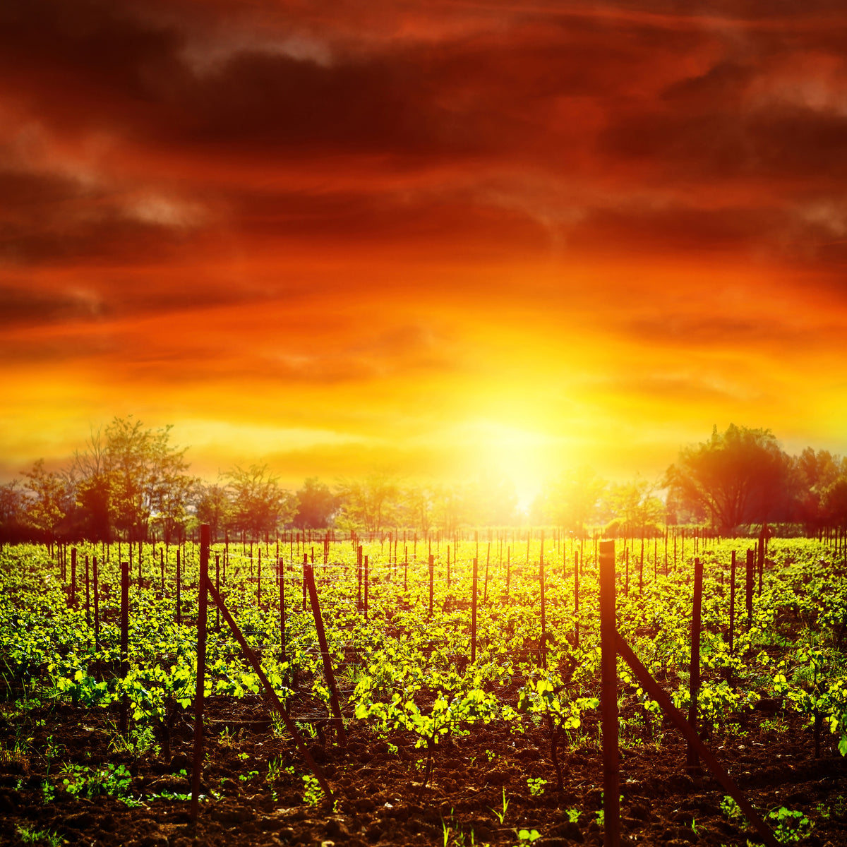 9-piece-aluminium-print-the-vineyard-at-sunset