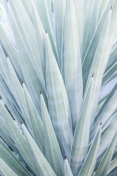 poster-print-azure-agave-dance