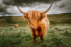 3-piece-canvas-print-highland-cattle-on-the-pasture