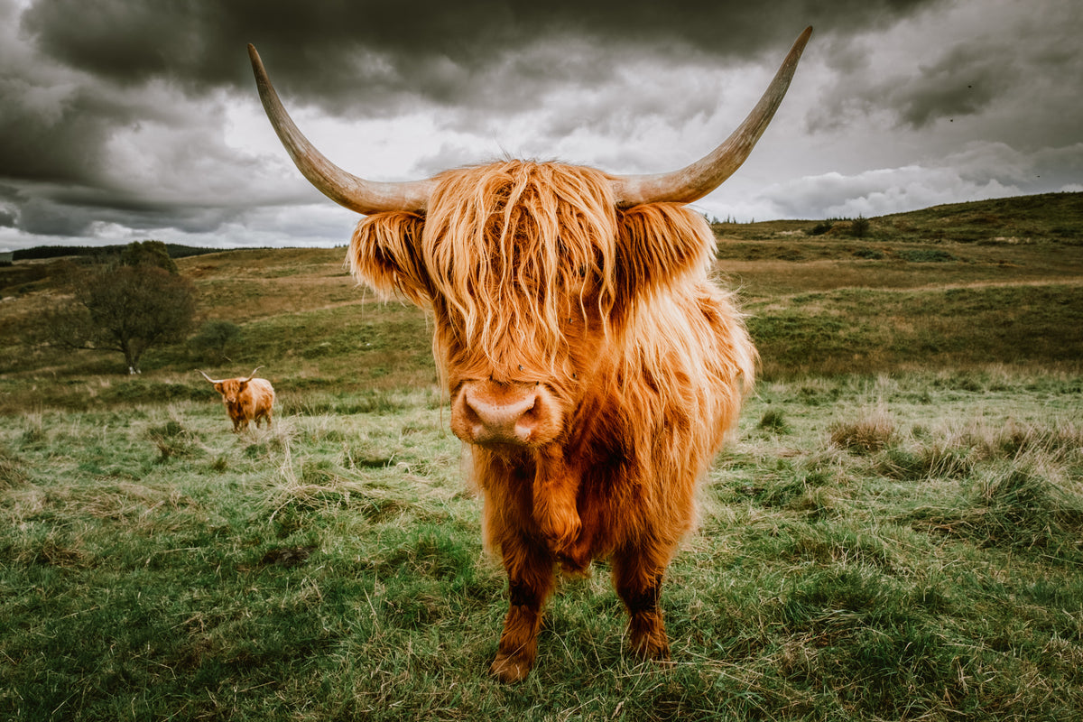 3-piece-canvas-print-highland-cattle-on-the-pasture