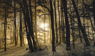 poster-print-winter-morning