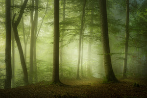 aluminium-print-mysterious-spring-morning-x