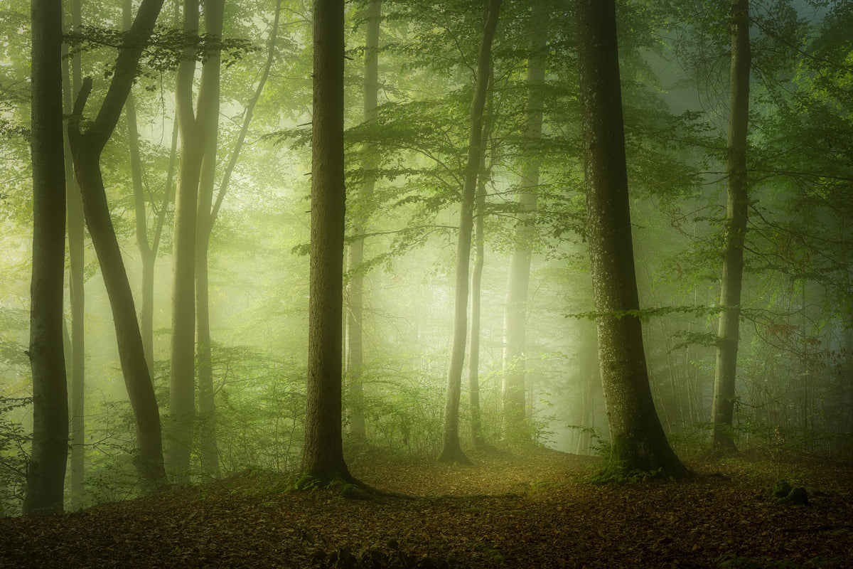 aluminium-print-mysterious-spring-morning-x