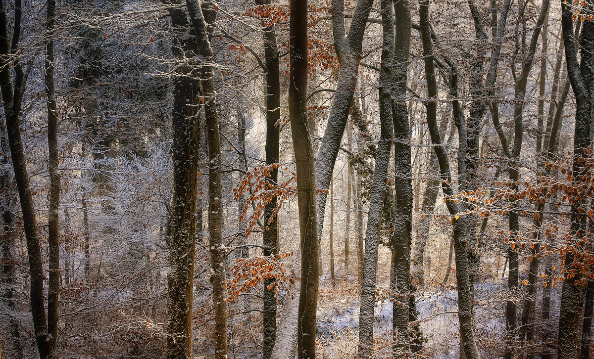 5-piece-acrylic-print-october-snow