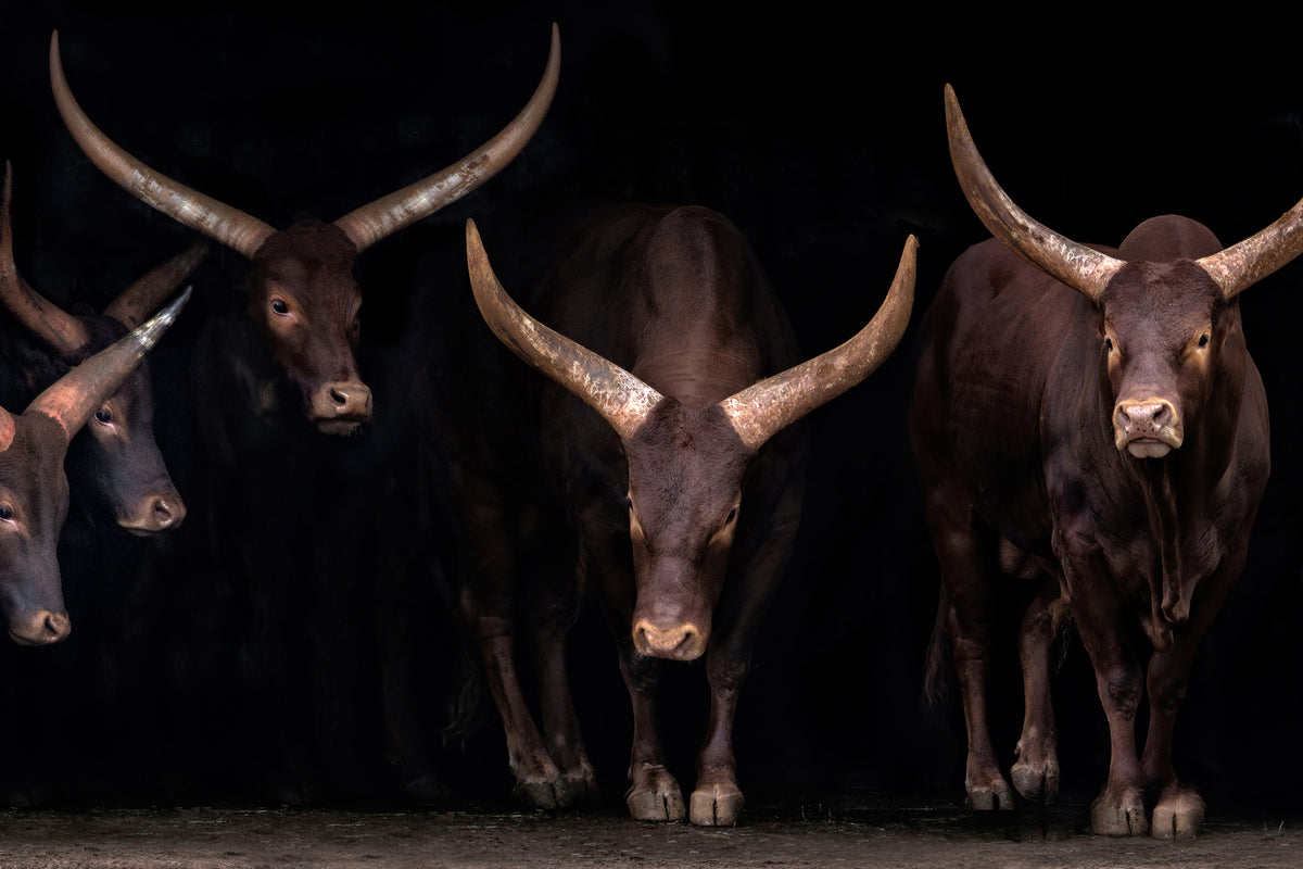 framedposter-print-watusi-family-x