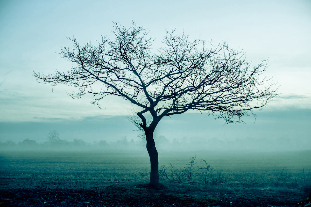 acrylic-print-the-magic-tree