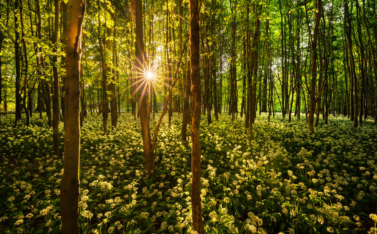 aluminium-print-sun-star-in-the-forest