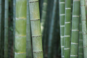 aluminium-print-bamboo-in-xxl