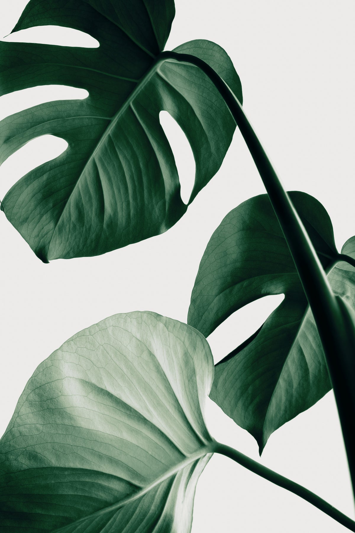canvas-print-monstera-natural-42