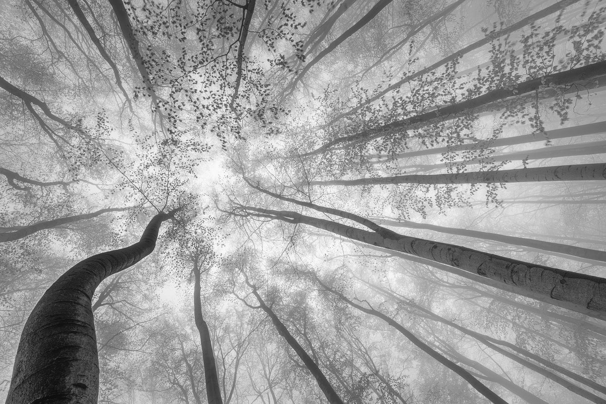 aluminium-print-spring-crown-of-trees-x