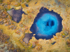 canvas-print-pufferfish-swimming-in-autumn