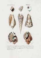 framedcanvas-print-sealife-i-2