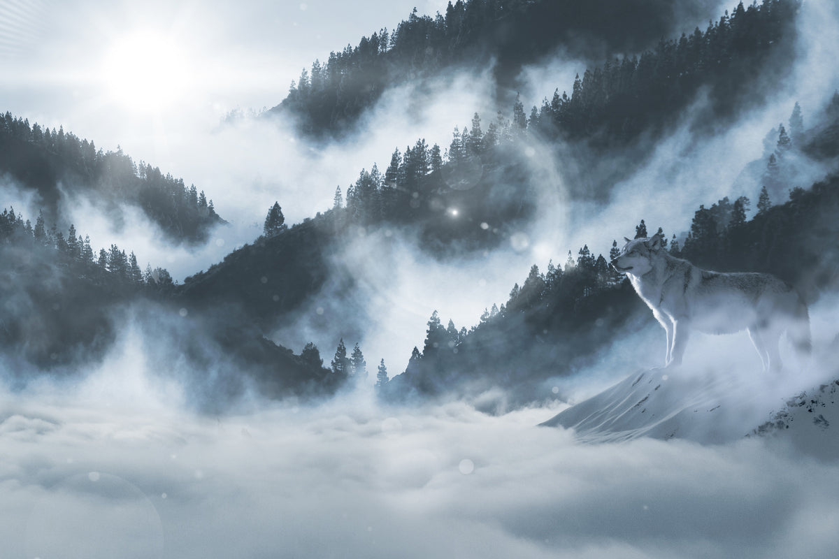 canvas-print-the-wolf-in-the-woods