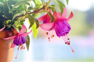 3-piece-aluminium-print-the-fuchsias