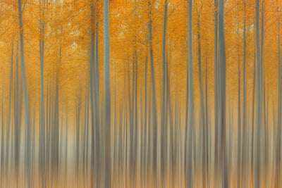 poster-print-autumn-delight-ii