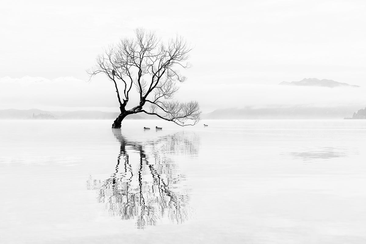 framedcanvas-print-tree-and-ducks