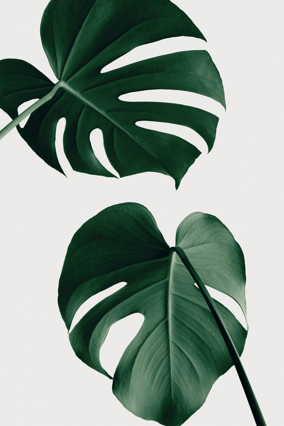 acrylic-print-monstera-natural-18