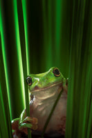 aluminium-print-green-frog