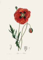 framedposter-print-common-poppy-papaver-rhoeas-medical-botany