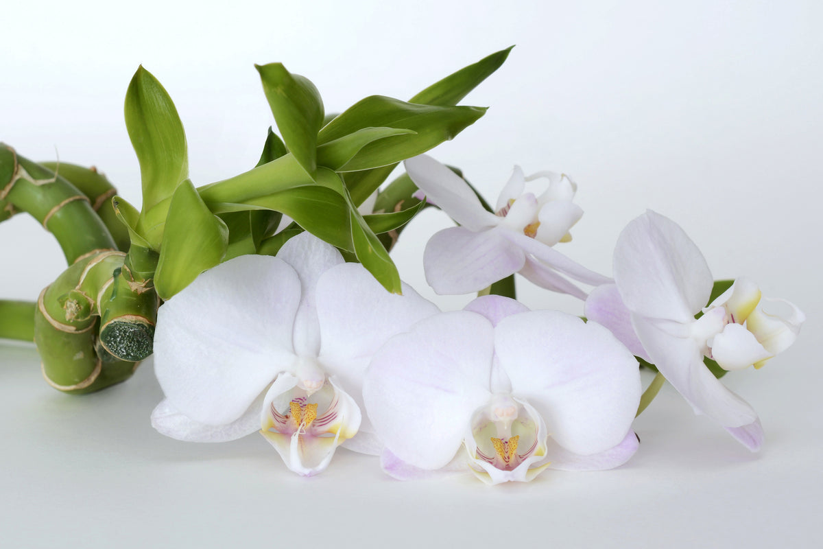 3-piece-canvas-print-orchid-and-bamboo