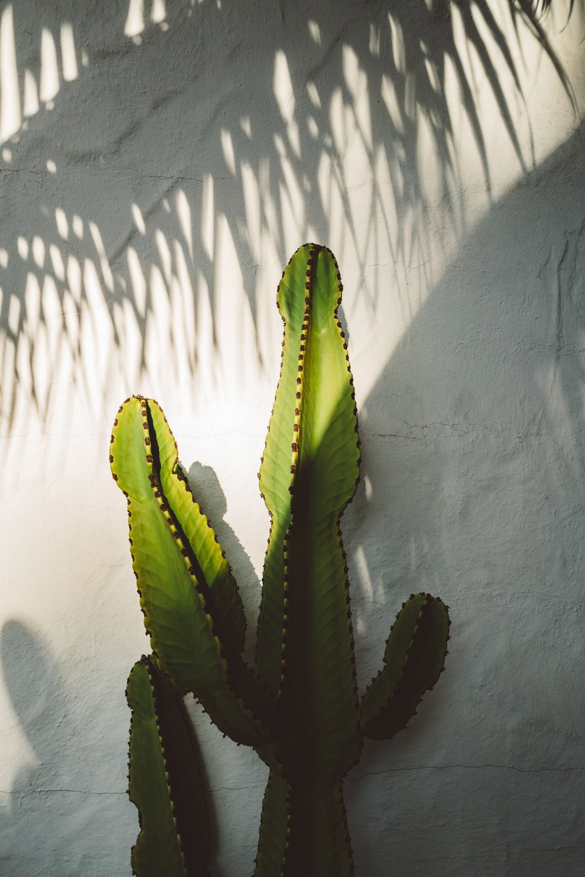aluminium-print-socal-shadows