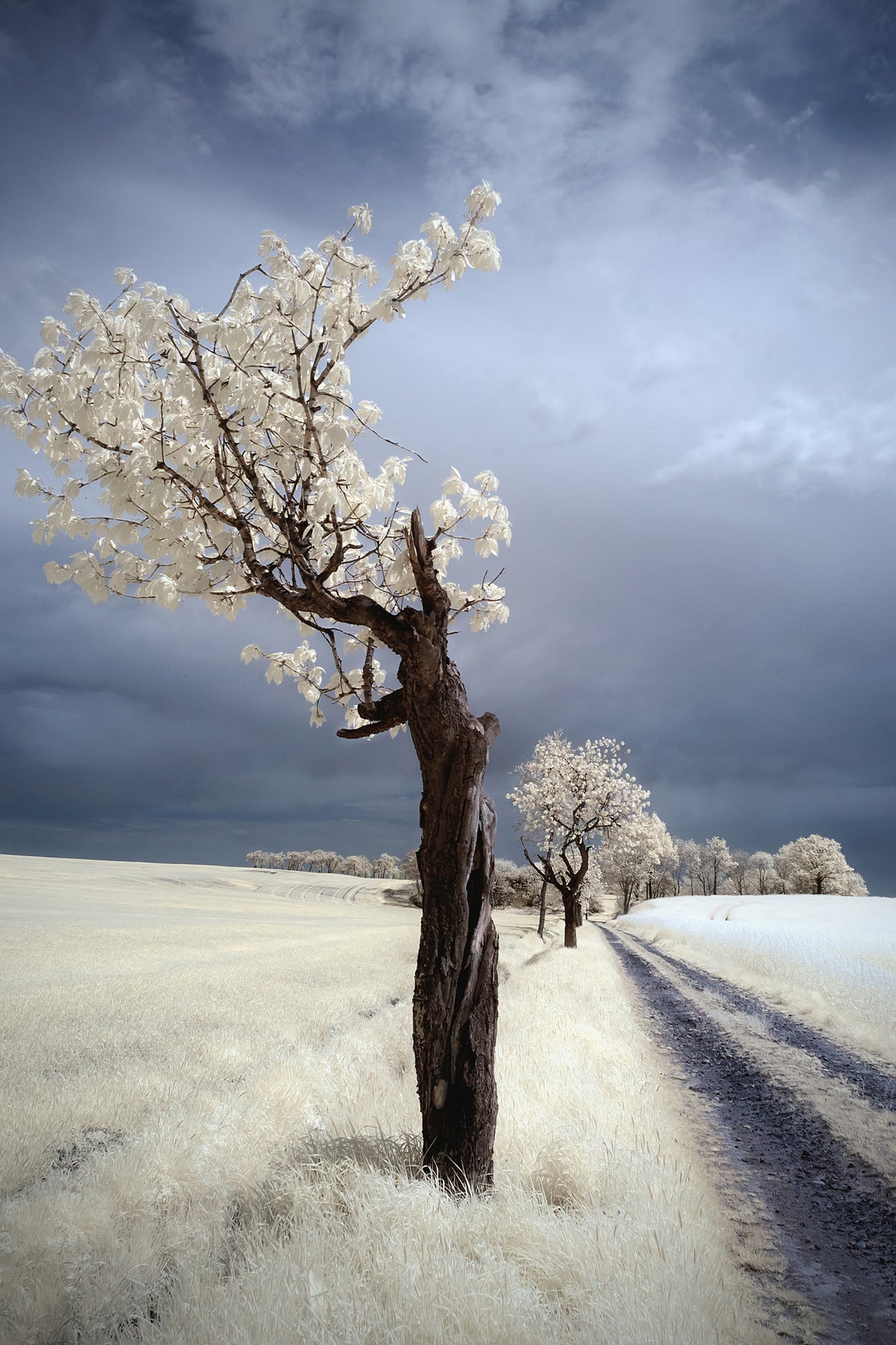 framedcanvas-print-irenka