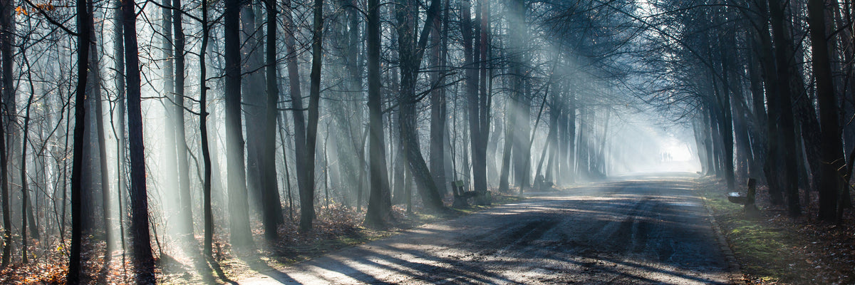 panoramic-aluminium-print-forest-in-the-light-beam-panorama