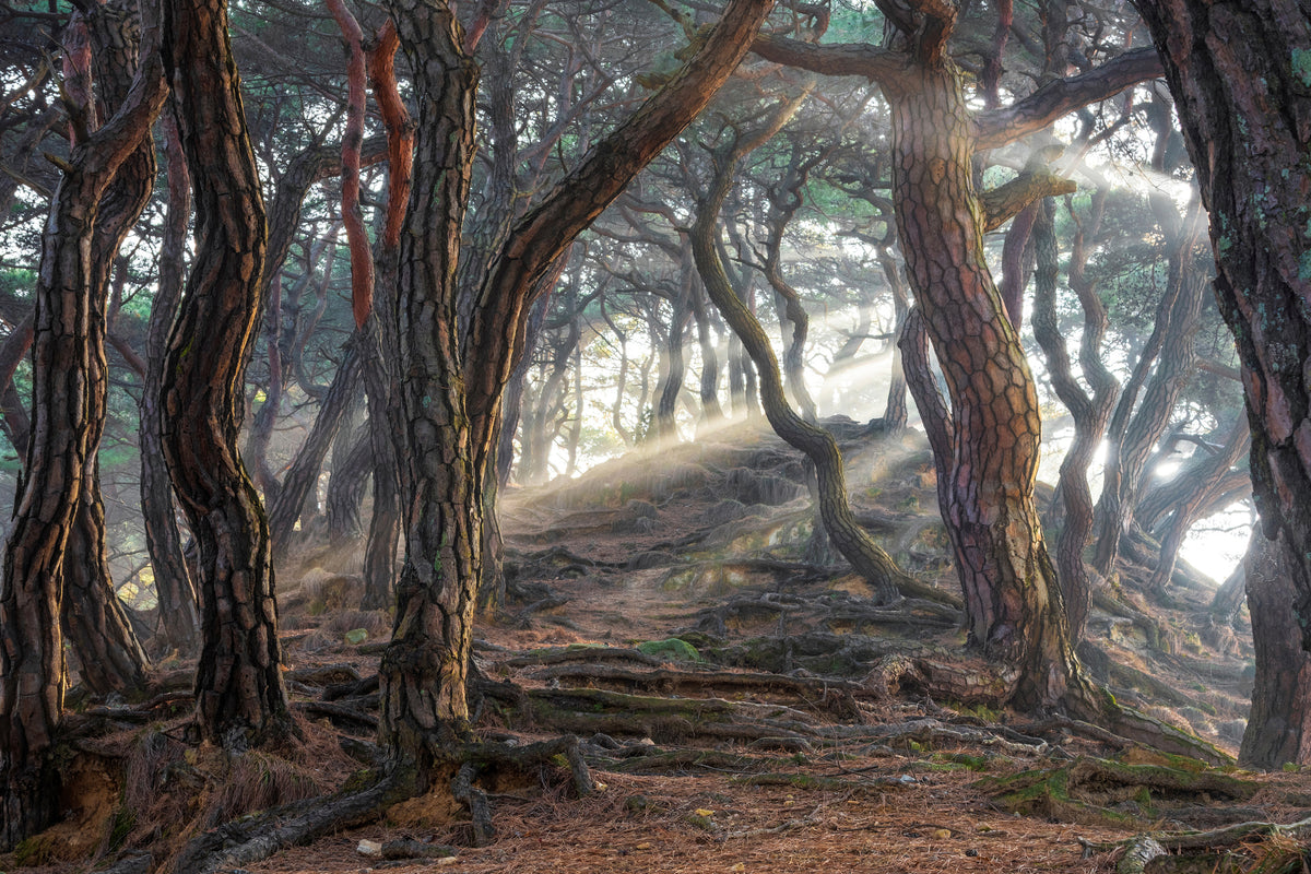 aluminium-print-sacred-pine-forest-x