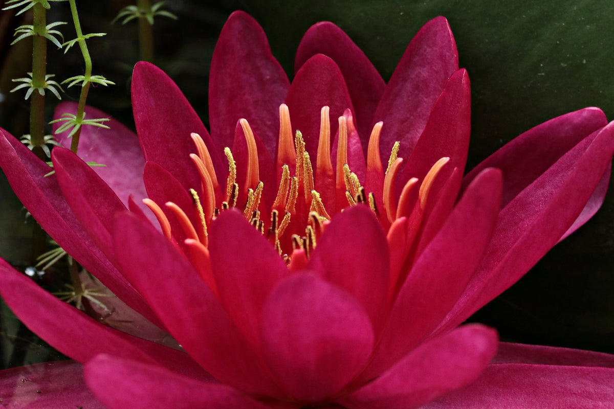 aluminium-print-wonderful-water-lily
