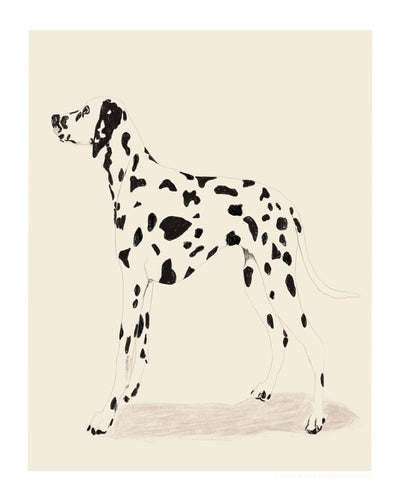 poster-print-pandc-dalmation