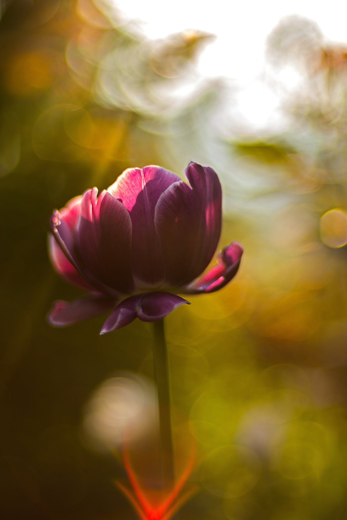 acrylic-print-dark-tulips-beauty
