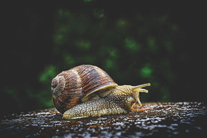 framedposter-print-snail-xxl