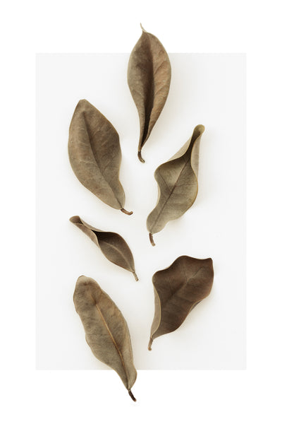poster-print-dried-leaves-1