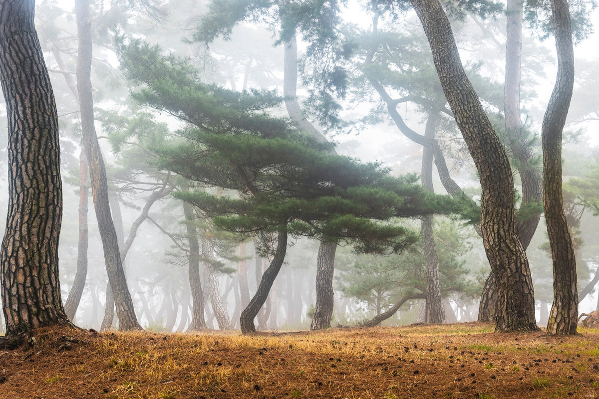 framedcanvas-print-in-the-misty-pine-forest-x