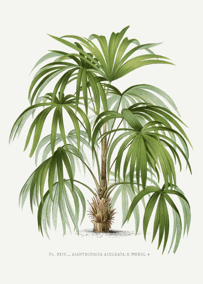 poster-print-xxiv-acanthorhiza-aculeata