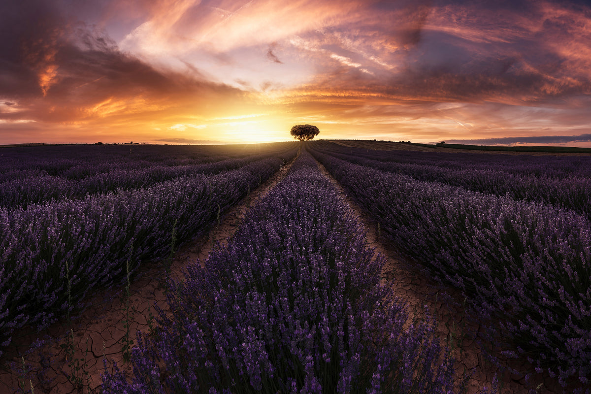 framedcanvas-print-lavender-sunset