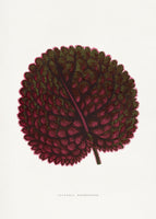 poster-print-nature-in-painted-harmony